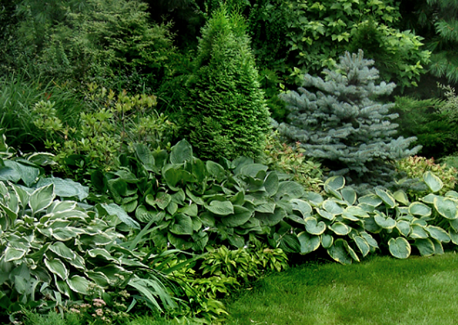 Хоста в саду: лучшие сорта и особенности ухода